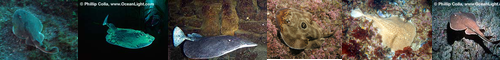 [electric ray] しびれエイ, 痺れえい, 痺れエイ, シビレエイ, 痺鱏, 痺鱝, シビレエイ目, しびれえい