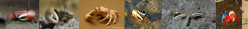 [fiddler crab] シオマネキ, しおまねき, 望潮, 潮招, 潮招き