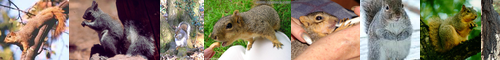 [fox squirrel] キツネリス