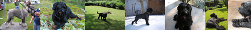 [giant schnauzer] ジャイアント・シュナウザー