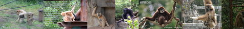 [gibbon] テナガザル, 手長猿, ギボン, てながざる