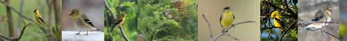 [goldfinch] ゴシキヒワ