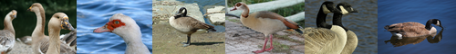 [goose] ガチョウ, 鵝鳥, 鵞鳥, 雁, ガン, gachō, ガチョウ類, かり, がちょう, ガン・ガチョウ類の成長雄, 鳥鵞