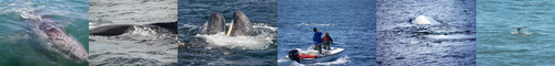 [grey whale] コククジラ