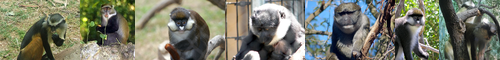 [guenon] オナガザル, 尾長猿, グェノン, グエノン, ゲノン, genon