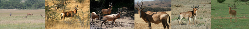 [hartebeest] ハーテビースト