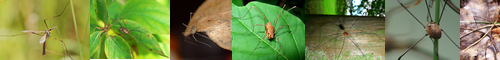 [harvestman] 座頭虫, 盲蜘蛛, 足長おじさん, ユウレイグモ, 幽霊蜘蛛, あしながおじさん, ざとうむし, めくらぐも, ゆうれいぐも, ザトウムシ