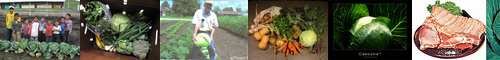 [head cabbage] キャベツ