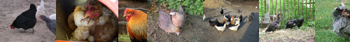[hen] 雌鶏, 雌鳥, めんどり, 牝鶏, 牝鳥, 牝鷄, mendori, hen, ひんけい