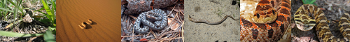 [hognose]  / [snake] 蛇, ヘビ, へび