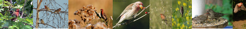 [house finch] メキシコマシコ