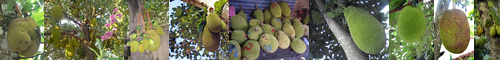 [jackfruit] パラミツ, 波羅蜜, アルトカルプス インテグラ, ジャックフルーツ, ハラミツ, はらみつ, ぱらみつ