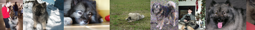 [keeshond] 