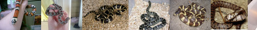 [king snake] キングへび, キングヘビ, キング蛇
