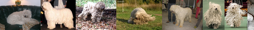 [komondor] 