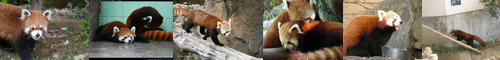 [lesser panda] レッサーパンダ