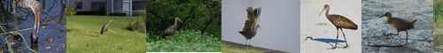 [limpkin] 