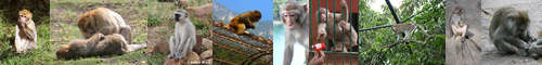[macaque] マカク, マカク属
