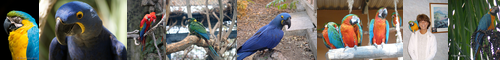 [macaw] 金剛鸚哥, コンゴウインコ, こんごういんこ