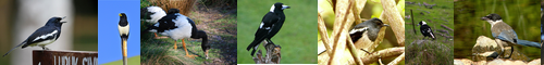 [magpie] カササギ, 鵲, カササギフエガラス, kasasagi, お喋り, かささぎ