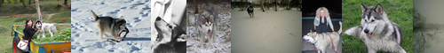 [malamute] アラスカン・マラミュート