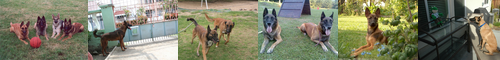 [malinois] 