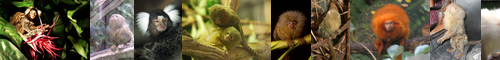 [marmoset] マーモセット