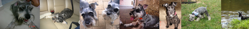 [miniature schnauzer] ミニチュア・シュナウザー