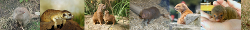 [mongoose] マングース, マングース科