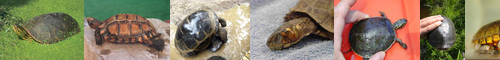 [mud turtle] 鼈