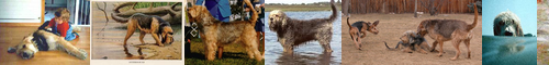 [otterhound] オッターハウンド