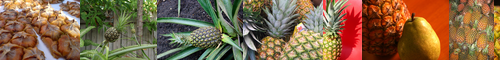 [pineapple] パイナップル, 鳳梨, パイン, ほうり, 手榴弾
