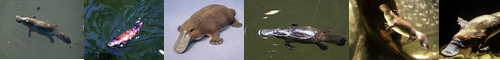 [platypus] カモノハシ, 鴨嘴, かものはし, 鴨の嘴, カモノハシ属