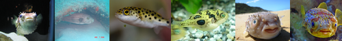 [puffer] フグ, 河豚, マフグ