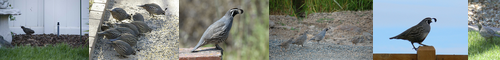 [quail] 鶉, ヨアロッパウズラ, ウズラ, 怯む, ヨーロッパウズラ, uzura, うずら, 怖じ気付く, yoaroppauzura, たじろぐ, ひるむ, ウズラ類, 尻ごみする, 尻ごむ, 尻込する