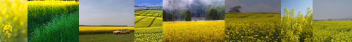 [rapeseed] 菜種, 菜の花, 菜, セイヨウアブラナ, ナタネ, あぶらな, な, なたね, カノーラの種子