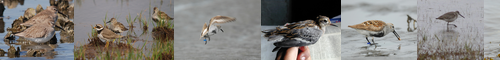 [red-backed sandpiper] ハマシギ