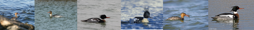 [red-breasted merganser] 海秋沙, うみあいさ, ウミアイサ