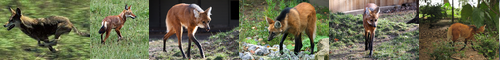 [red wolf] 赤狼, あかおおかみ, アメリカアカオオカミ