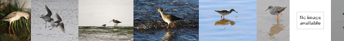 [redshank] アカアシシギ
