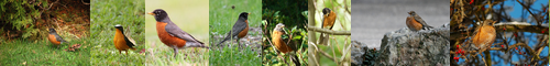 [robin] コマツグミ, ロビン, ヨーロッパコマドリ, コマドリ, 駒鳥, こまどり