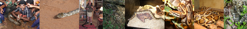 [rock python] アフリカニシキヘビ