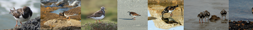 [ruddy turnstone] キョウジョシギ, 京女鷸, きょうじょしぎ