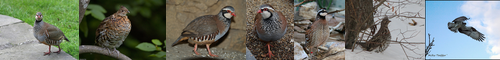 [ruffed]  / [grouse] 雷鳥, ライチョウ, ぎゃあぎゃあする