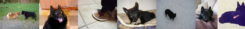 [schipperke] 