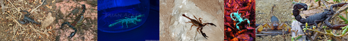 [scorpion] 蠍, サソリ, 蝎, sasori, さそり