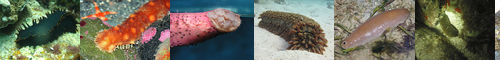 [sea cucumber] ナマコ, 海鼠, なまこ, かいそ, こ