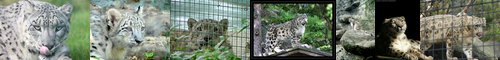 [snow leopard] ユキヒョウ, 雪豹, ゆきひょう, ユキヒョウ yukihyō