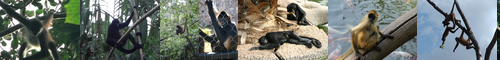 [spider monkey] クモザル, kumozaru, くもざる, 蜘蛛猿