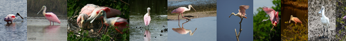 [spoonbill] ヘラサギ, 箆鷺